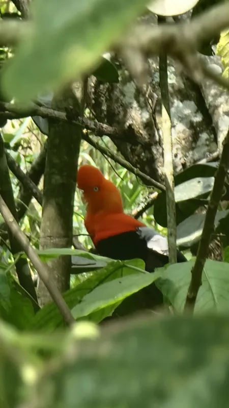 Peru